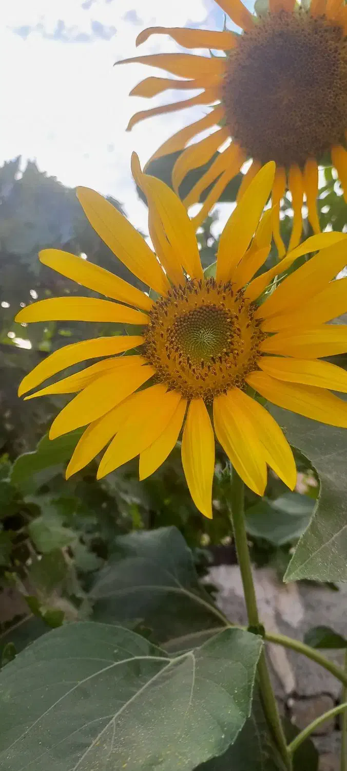 همراه ورزشی|فعالیت داوطلبانه|بومهن, |دیوار