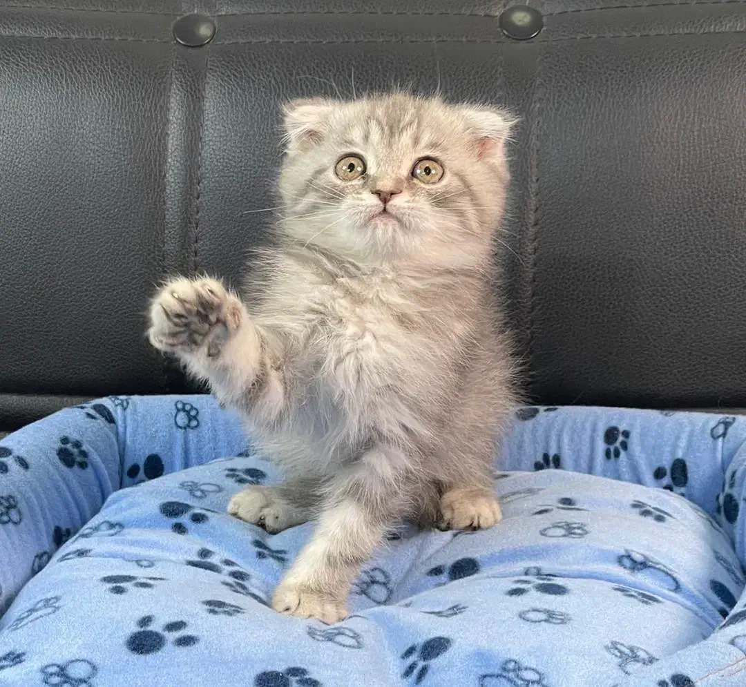 گربه اسکاتیش بریتیش پرشین|گربه|سقز, |دیوار