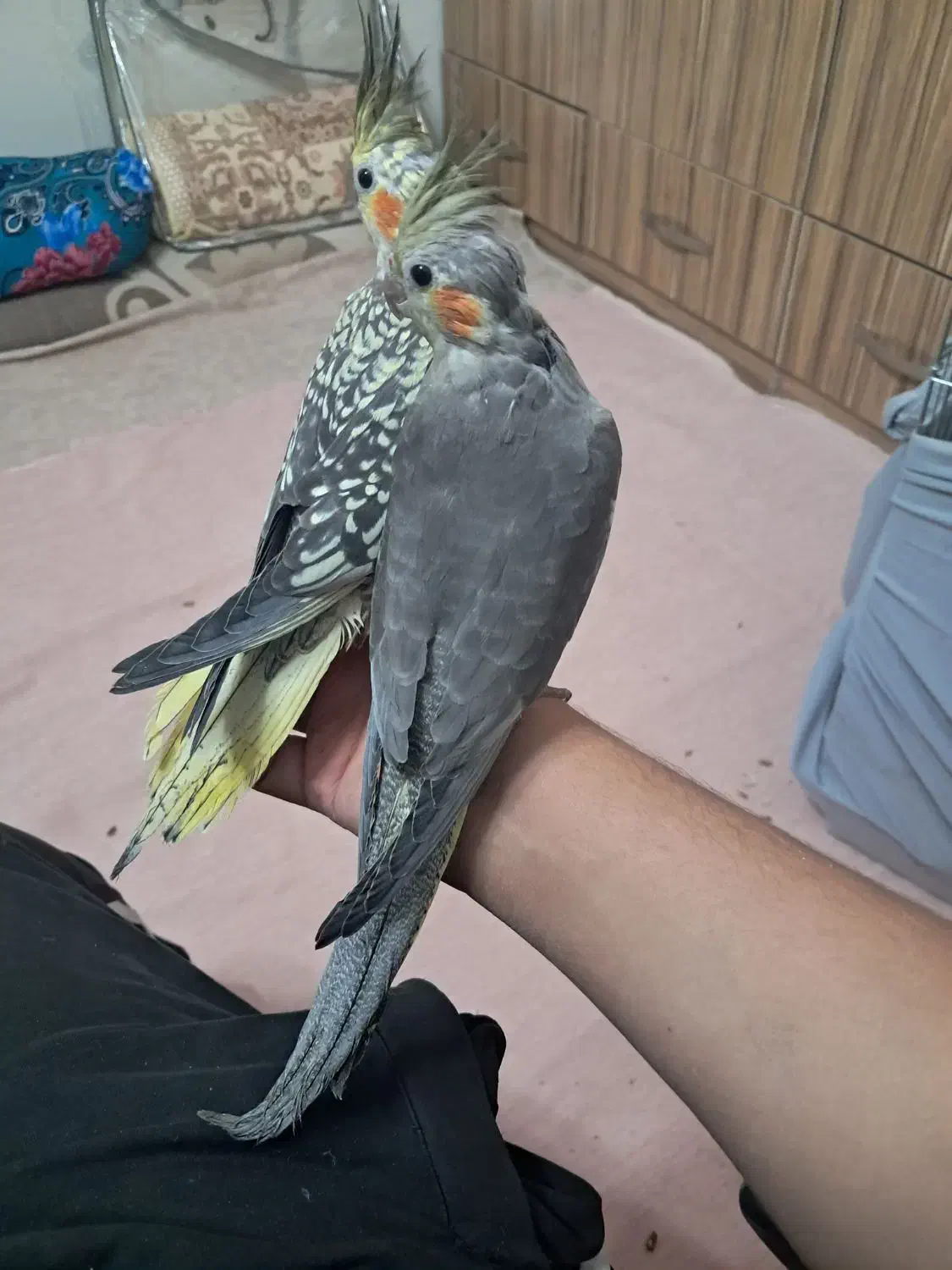 عروس هلندی|پرنده|فشاپویه, |دیوار