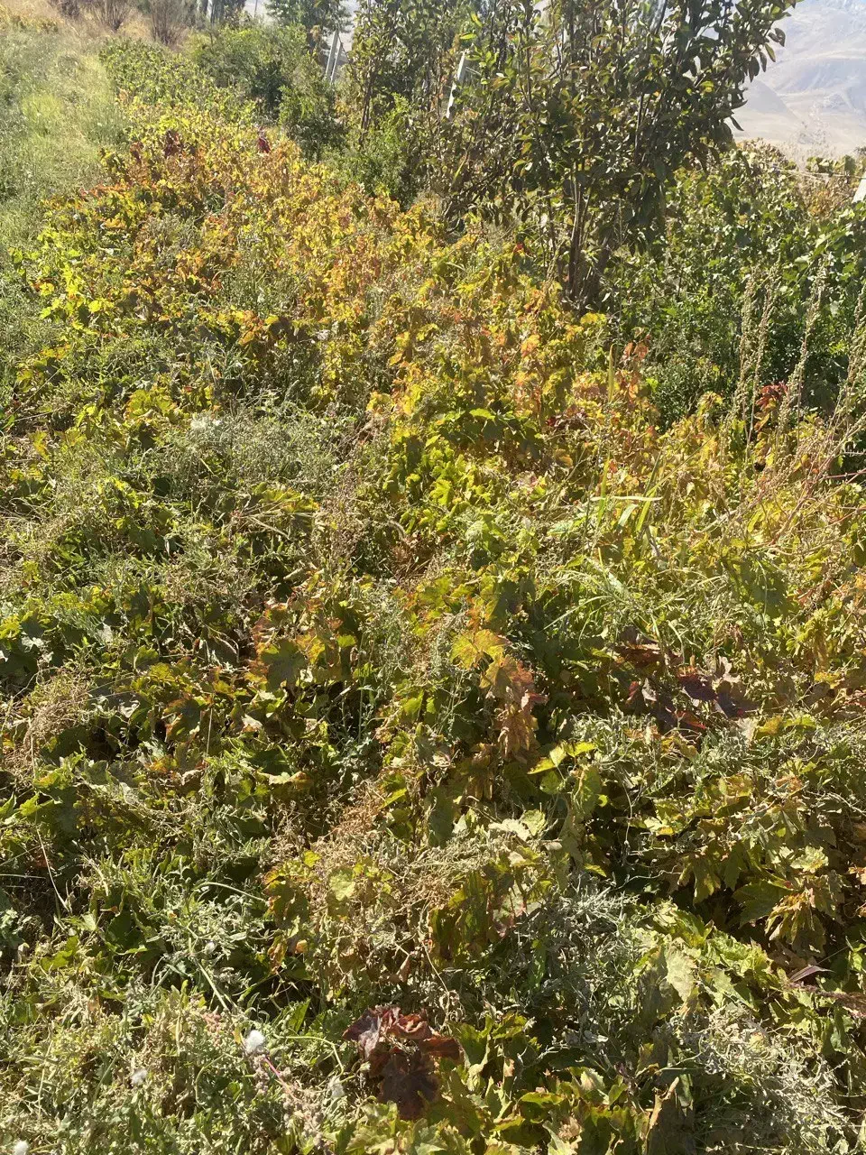 نهال انگور سفید و قرمز کشمشی|خدمات باغبانی و درختکاری|انزل, |دیوار