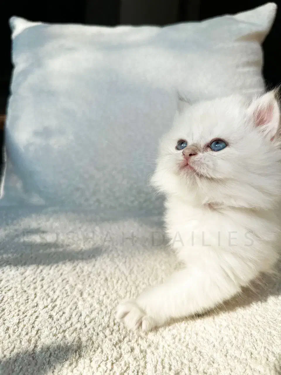 بریتیش نر شجره دار روس با کد خاص رنگی by1233|گربه|رشت, نیکمرام|دیوار