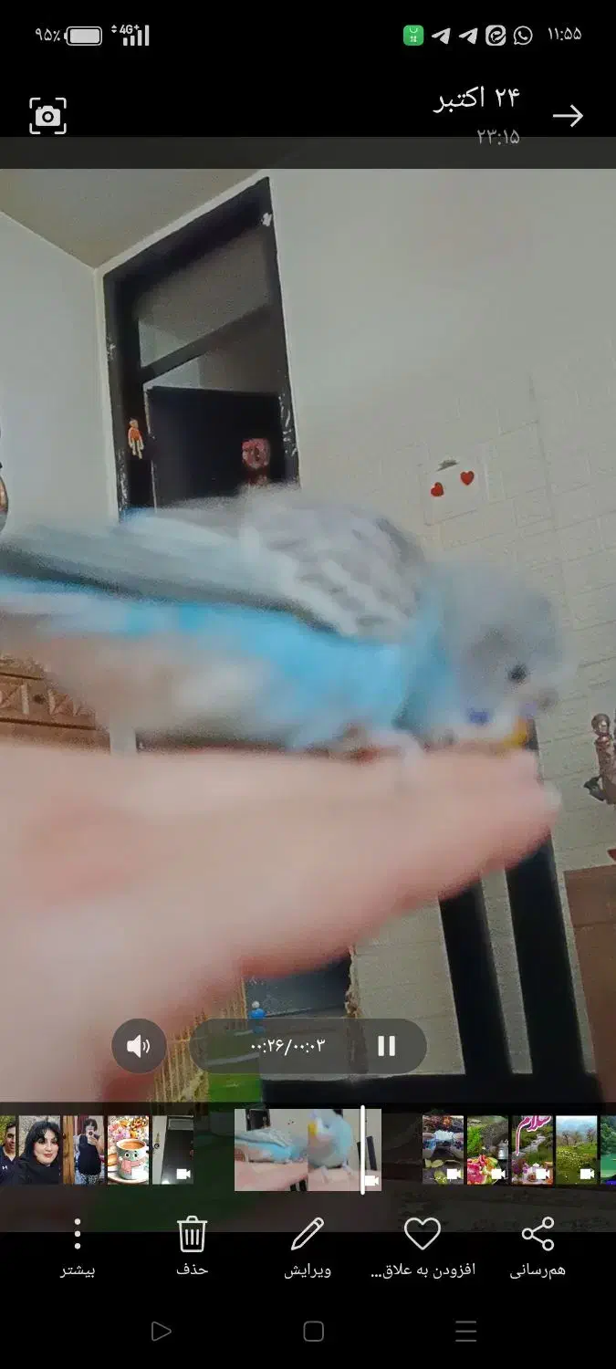 مرغ عشق گمشده|حیوانات|کرج, حیدرآباد|دیوار