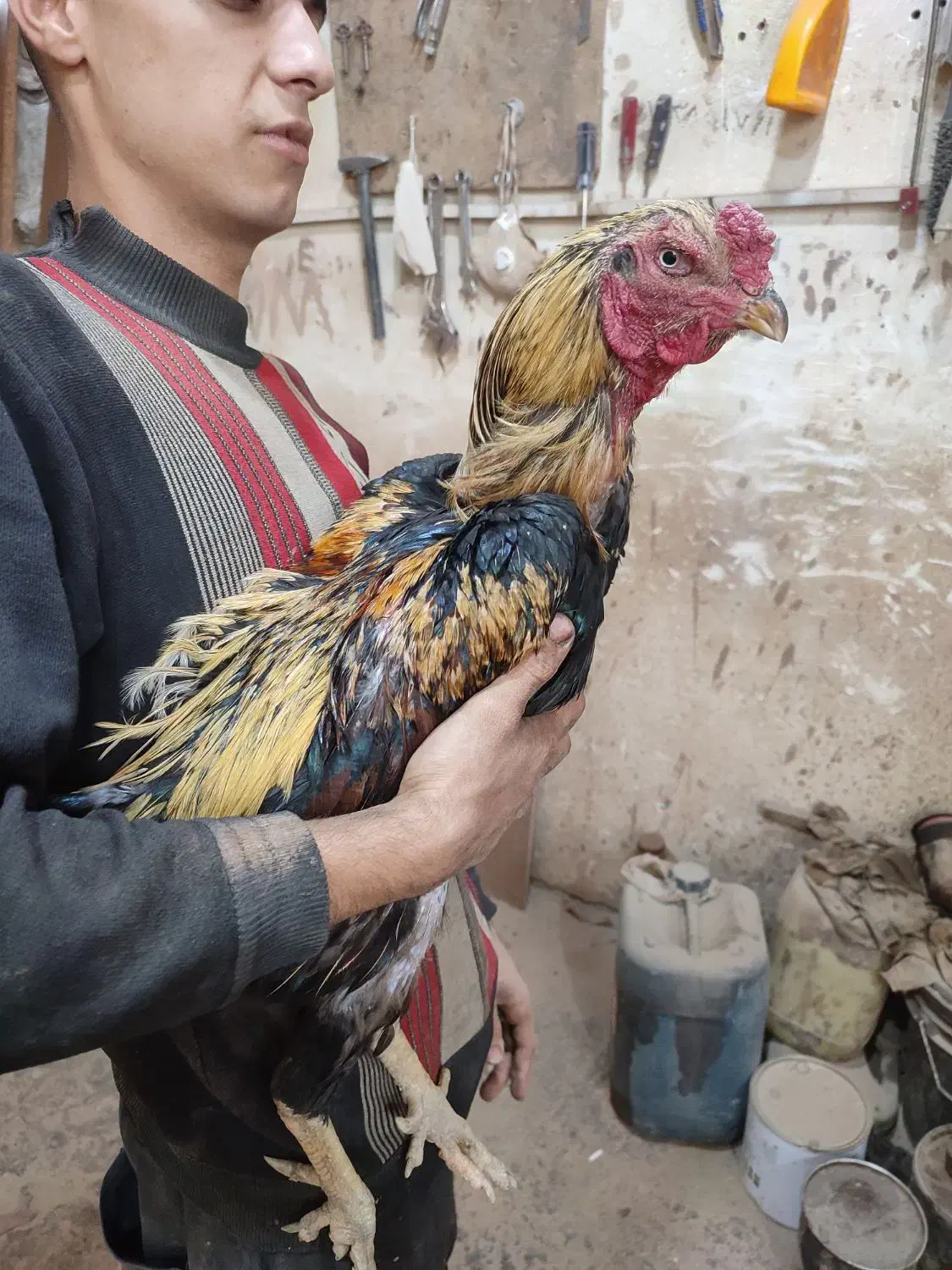 مرغ و خروس لاری اصیل آماده جوجه کشی|حیوانات مزرعه|تبریز, |دیوار