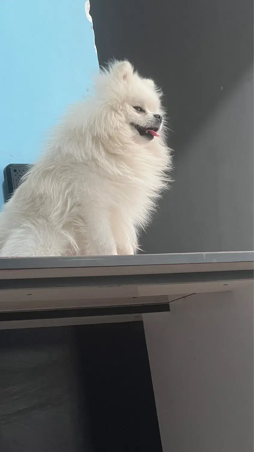 گمشده نژاد پامر|حیوانات|کرمان, |دیوار