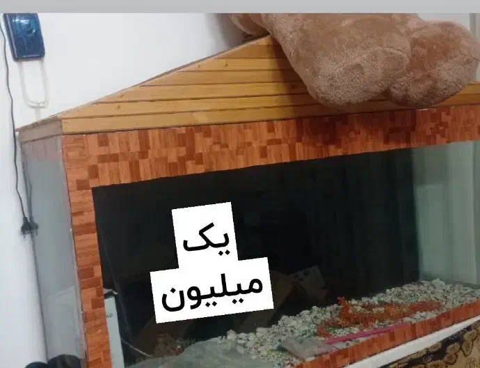 گل-آکواریوم-قفس|گل و گیاه طبیعی|چناران, |دیوار