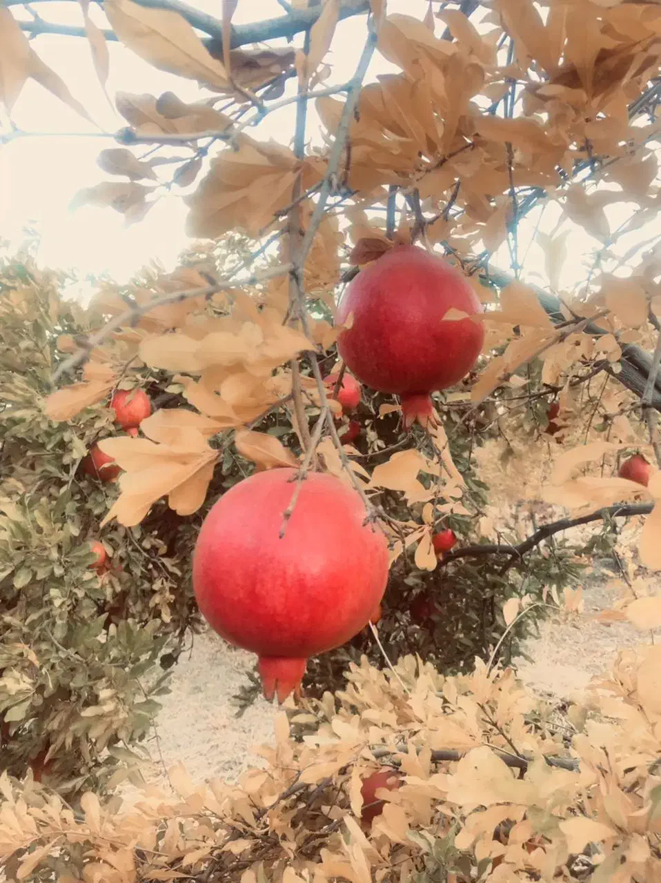 انار رباب یه جا 700کیلو|عمده‌فروشی|مرودشت, نقش رستم|دیوار