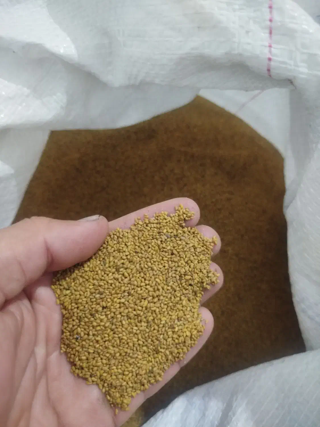 بذر یونجه امریکایی|خدمات باغبانی و درختکاری|شوشتر, |دیوار