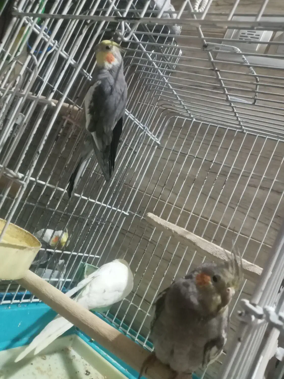 عروس هلندی یک جفت با چهار جوجه همراه با دو قفس|پرنده|خوی, |دیوار