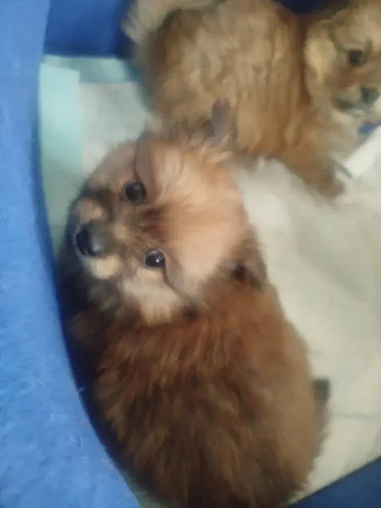 پامر|سگ|تهران, اباذر|دیوار