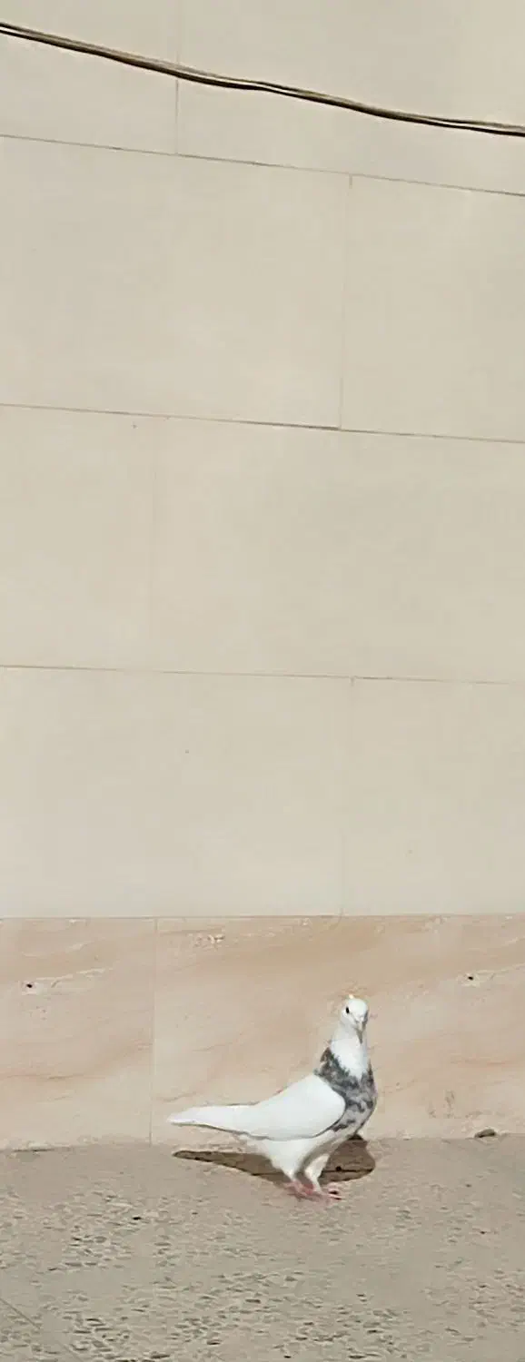 کفتر طوقی هفت رنگ نر پاک|پرنده|نجف‌آباد, یزدانشهر|دیوار