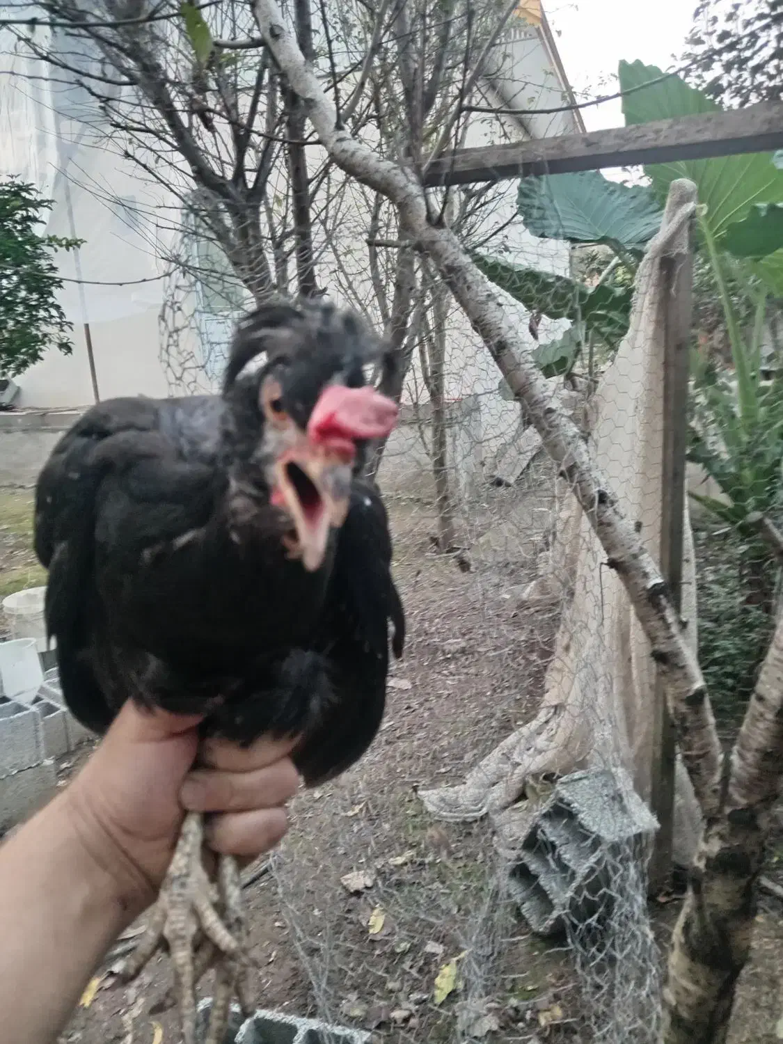 مرغ گلین جوان|حیوانات مزرعه|رشت, بیجارپس|دیوار