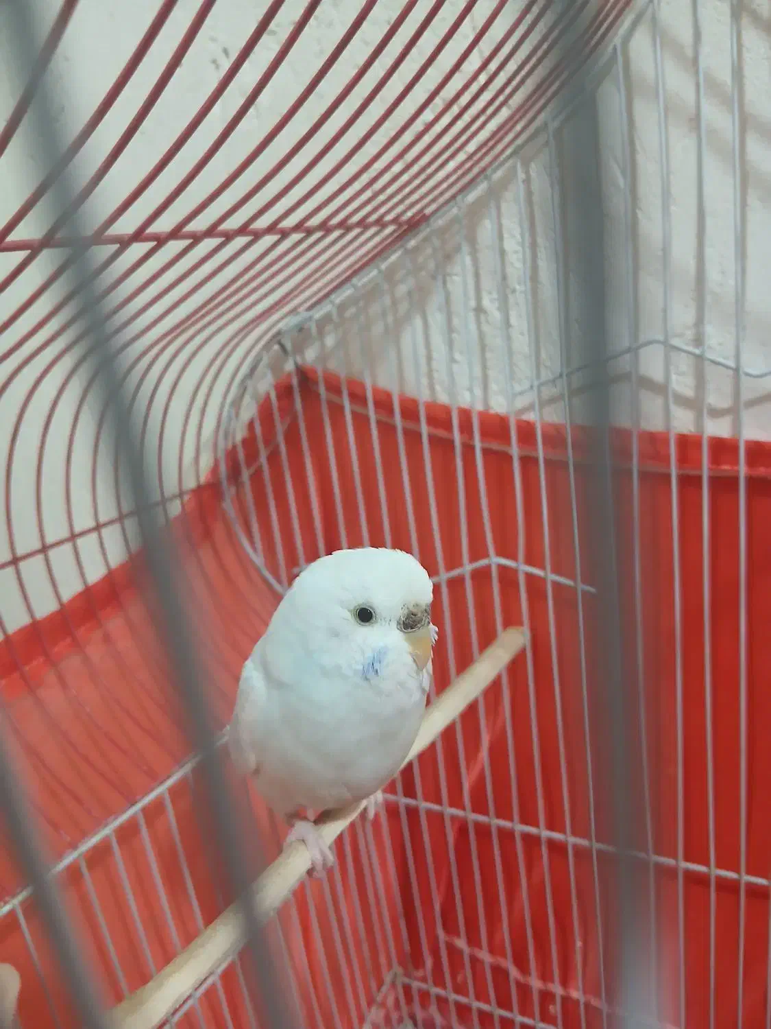 پرنده|پرنده|سرپل ذهاب, |دیوار