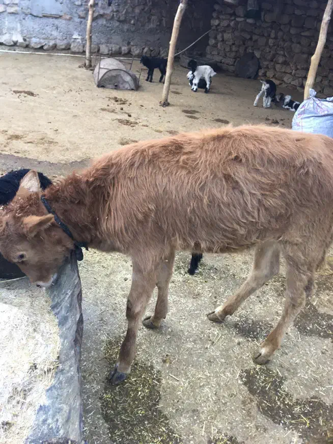 گوساله ماده|حیوانات مزرعه|دره شهر, |دیوار