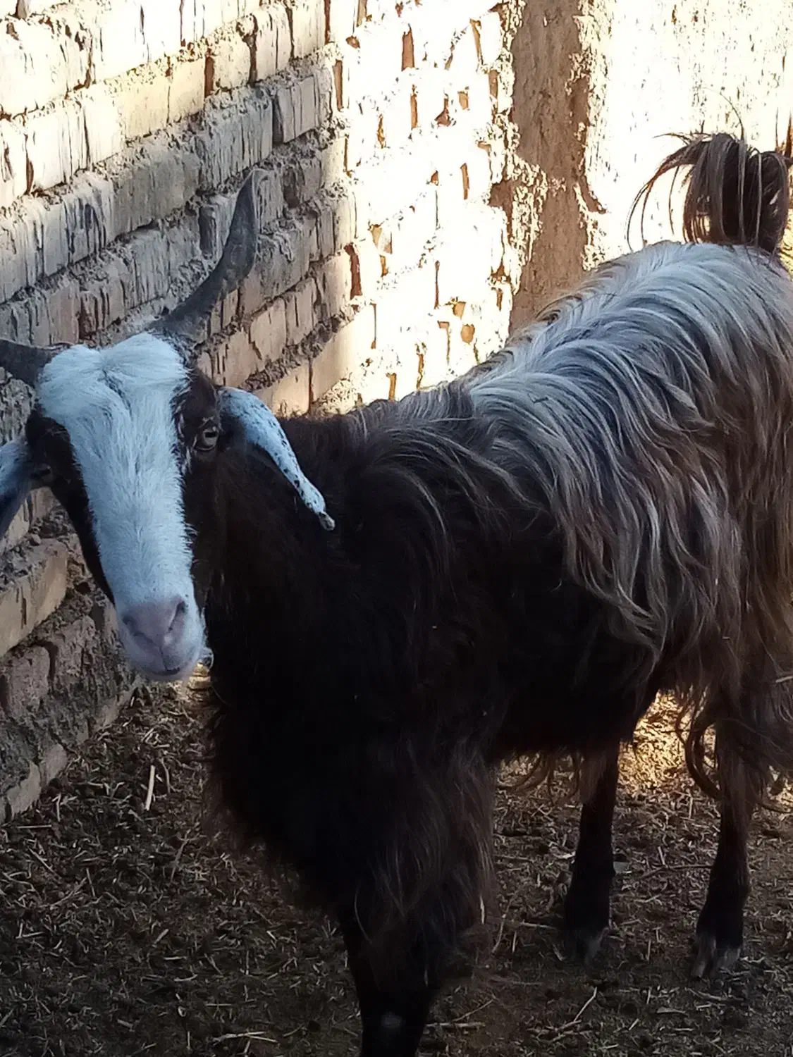 یک بز جوان سن1سال|حیوانات مزرعه|کیاسر, |دیوار