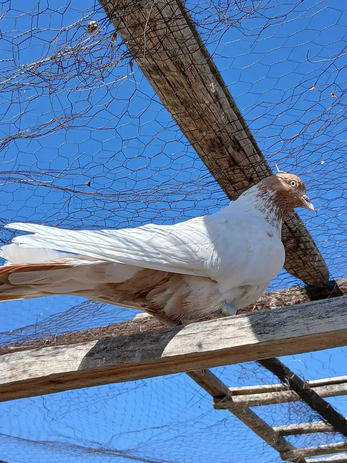 کبوتر نر|پرنده|مبارکه, |دیوار