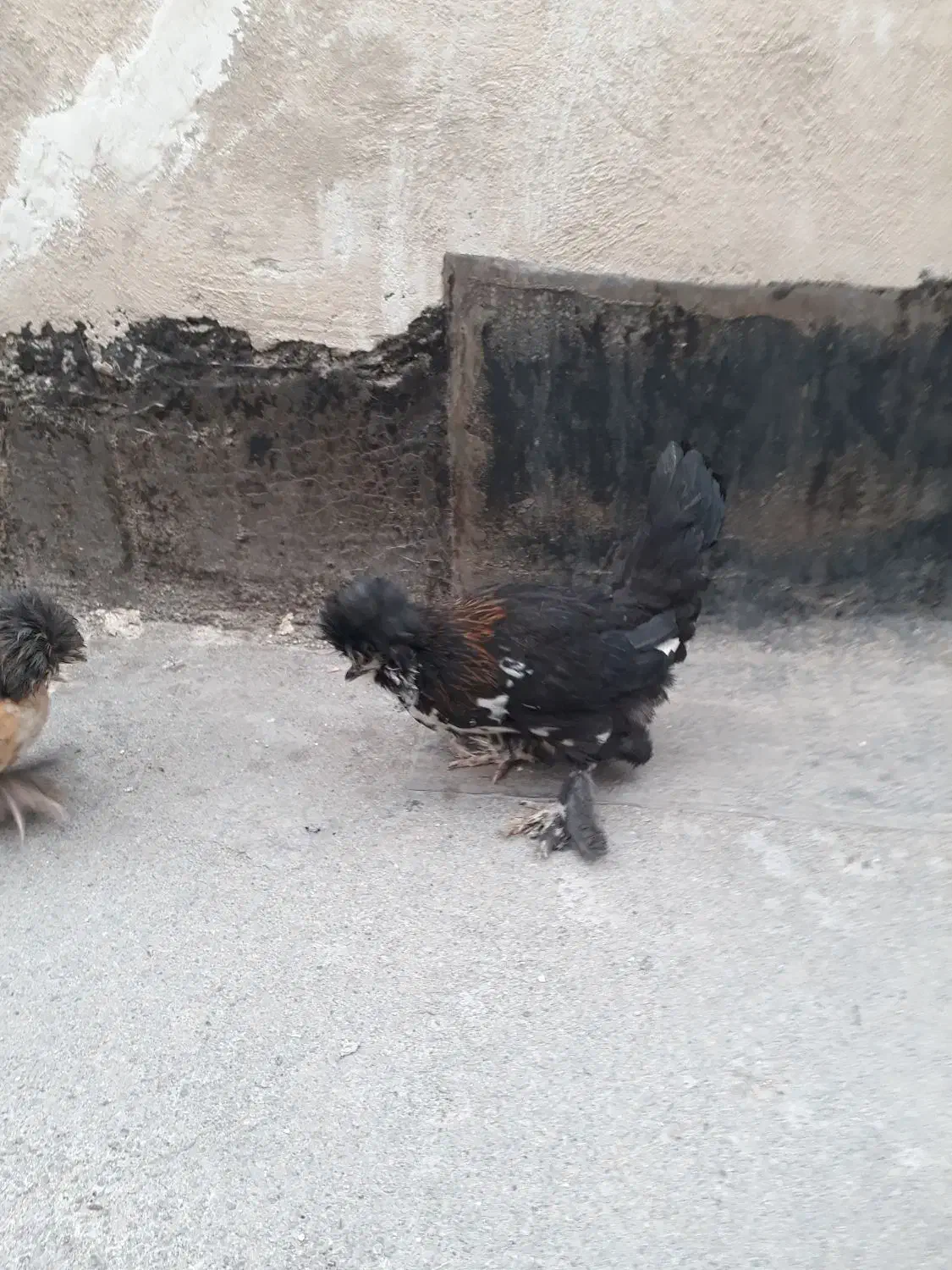 جوجه|حیوانات مزرعه|تهران, طرشت|دیوار