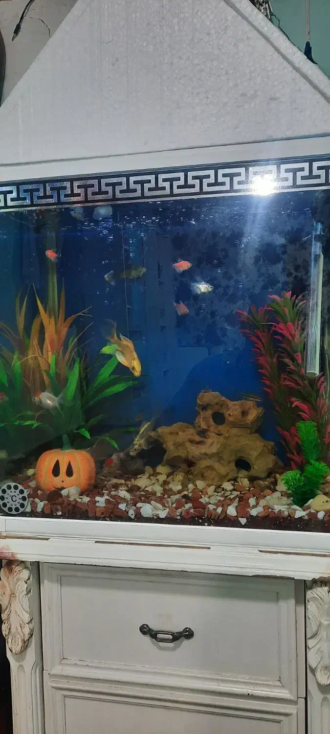 آکواریوم ماهیان گیاهخوار ۶۰×۵۵×۳۵|ماهی|خرمآباد, |دیوار