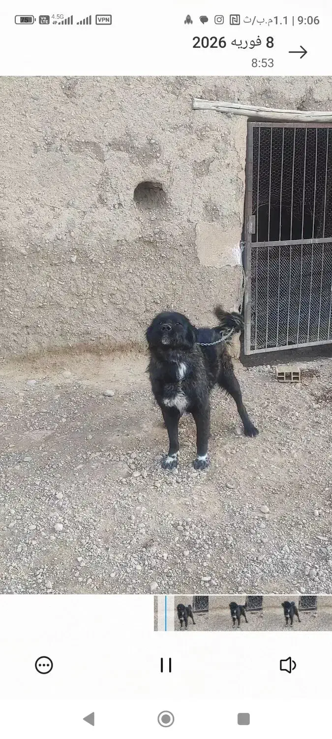 نر قدرجونی|سگ|مبارکه, |دیوار