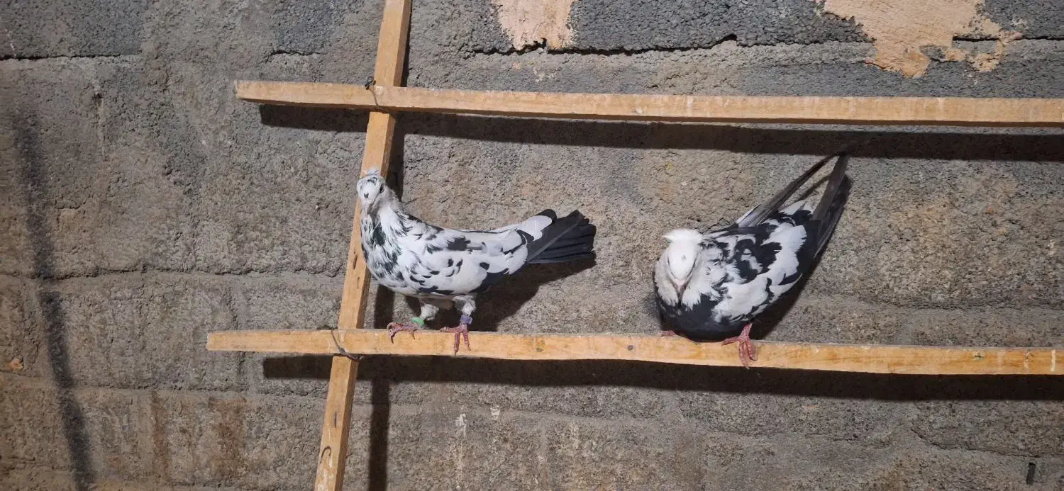 بوم کبوتر اصفهانی مایه کفتر|پرنده|فلاورجان, |دیوار