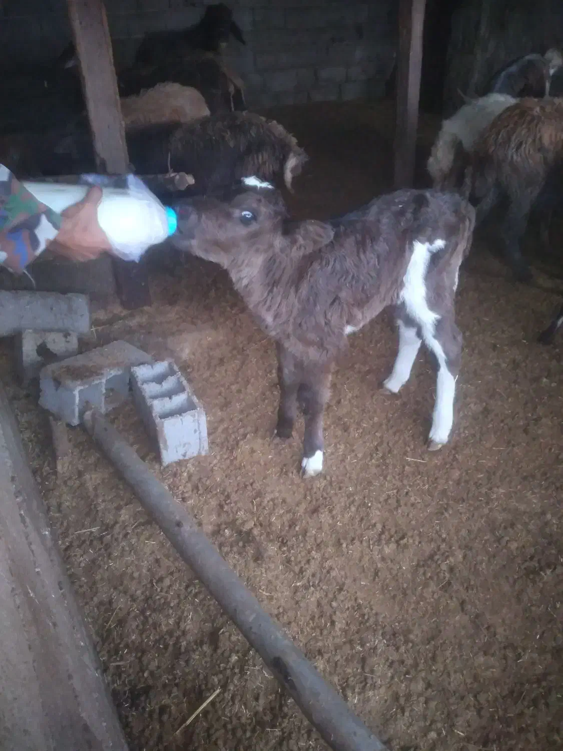 فروش گوساله|حیوانات مزرعه|تاتار علیا, |دیوار