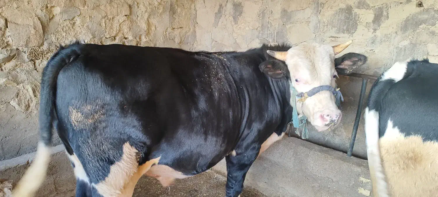 گاو|حیوانات مزرعه|مسجد سلیمان, |دیوار