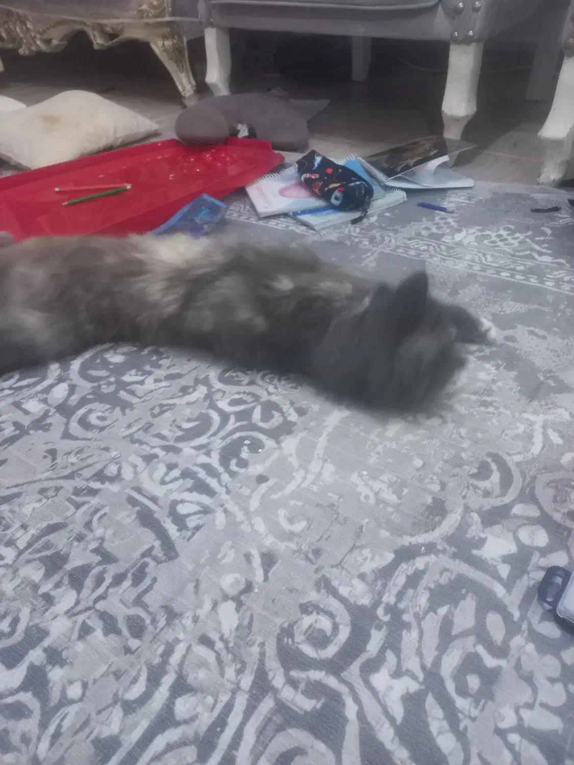 گربه ماده|گربه|رشت, کاکتوس|دیوار