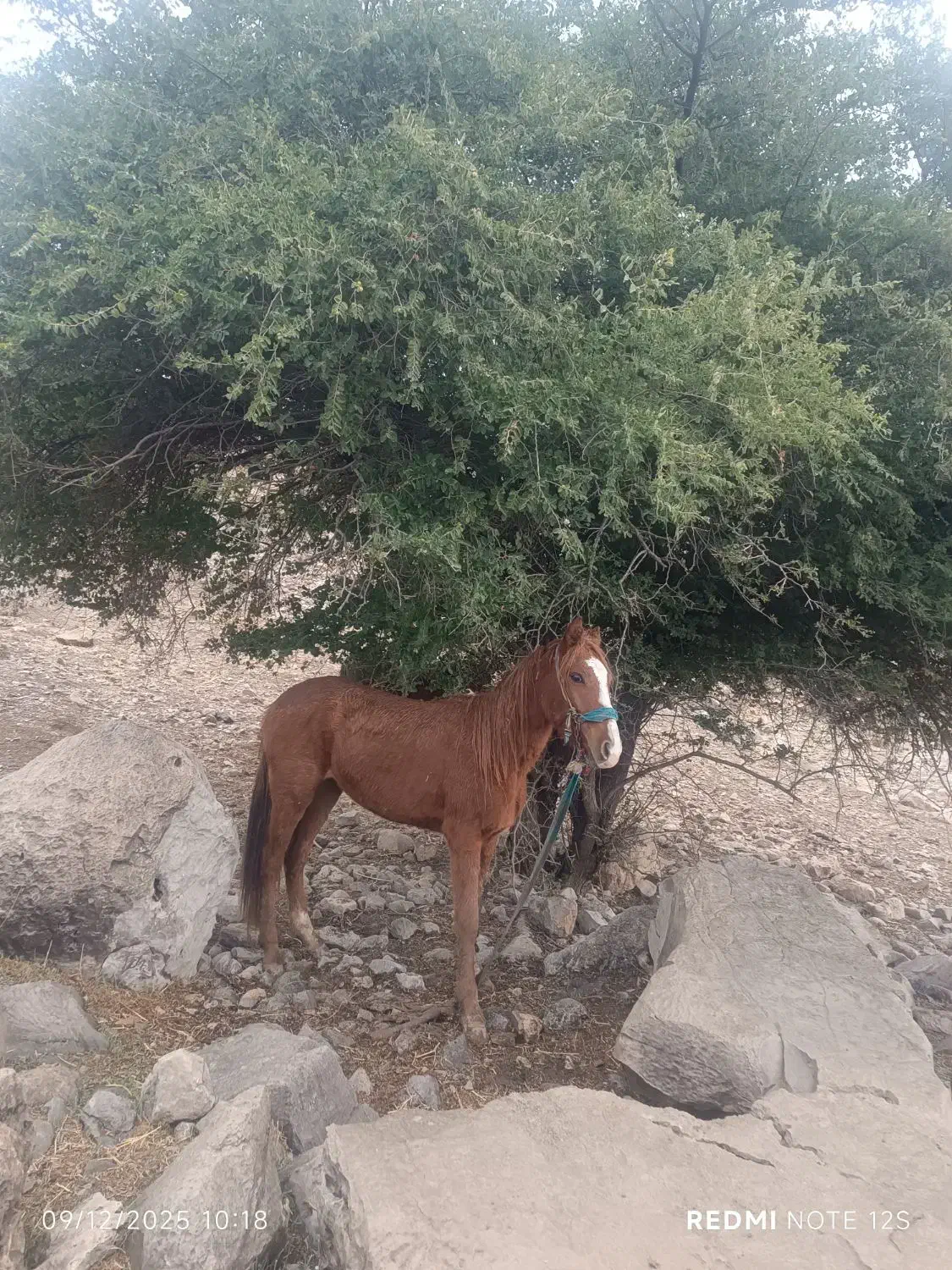 مادیان|اسب و تجهیزات اسب‌سواری|مهران (ایلام), |دیوار