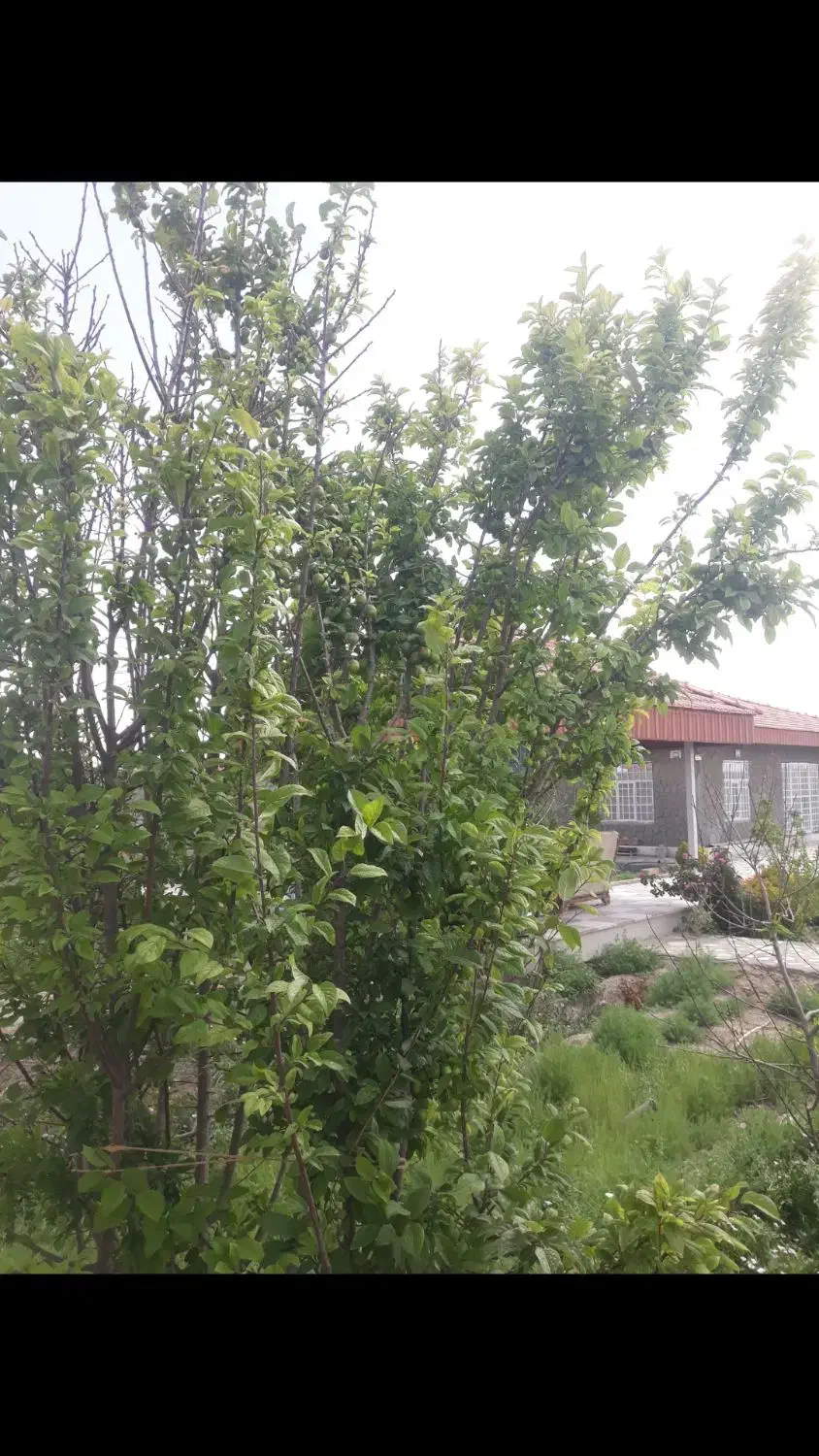 باغ تبرعه دار|فروش خانه و ویلا|اصفهان, براآن شمالی|دیوار