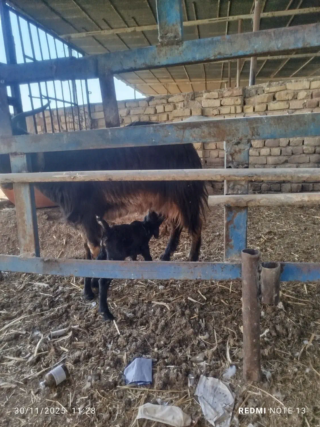 بز وکهر نر|حیوانات مزرعه|مرودشت, کناره|دیوار