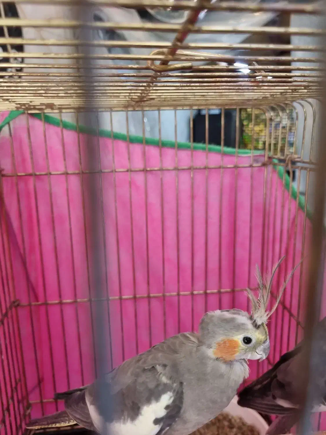 عروس هلندی|پرنده|تهران, ائمه اطهار|دیوار