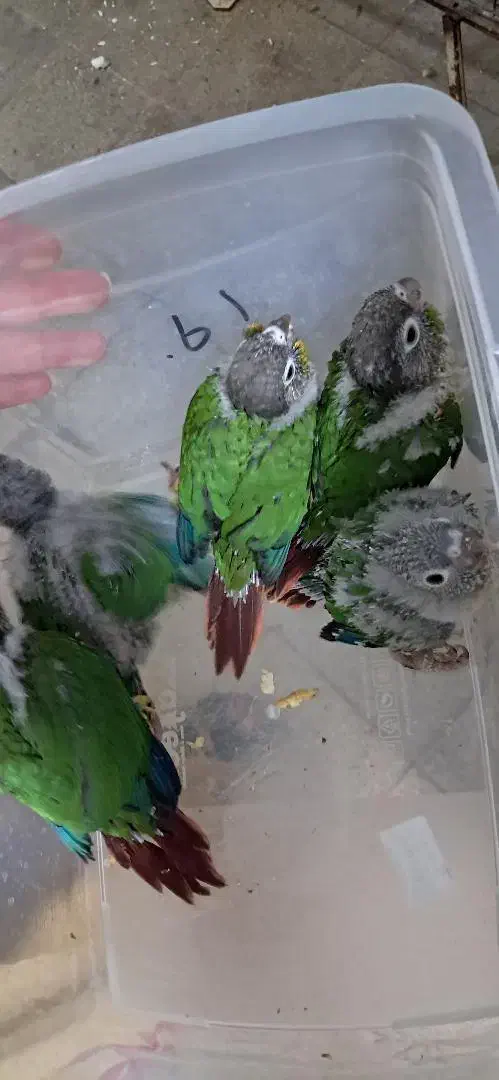 جوجه گرینچینگ|پرنده|گرمسار, |دیوار