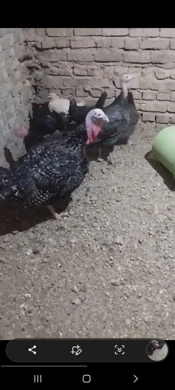 بوقلمون|حیوانات مزرعه|مروست, |دیوار