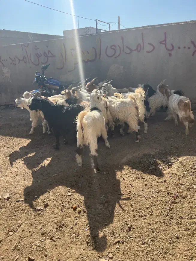 ۱۸ راس بزغاله نر جنس خالص|حیوانات مزرعه|قم, شهرک امام حسین|دیوار