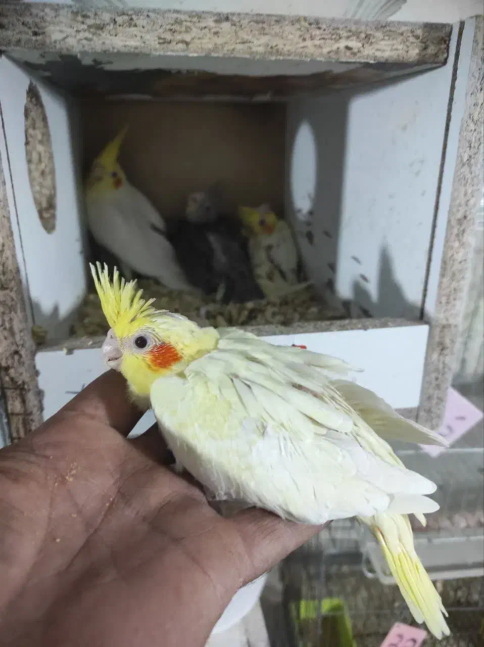 عروس هلندی|پرنده|زیباشهر, |دیوار