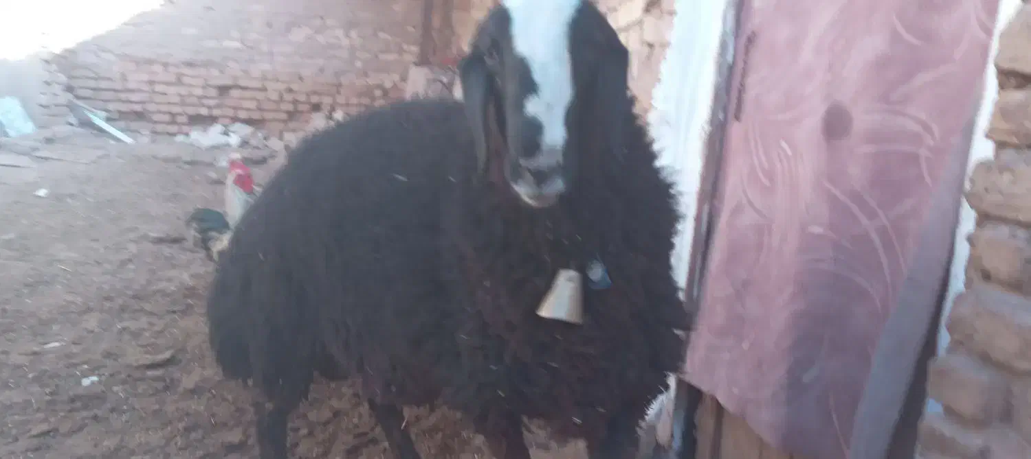 بره قوچ|حیوانات مزرعه|شال, |دیوار