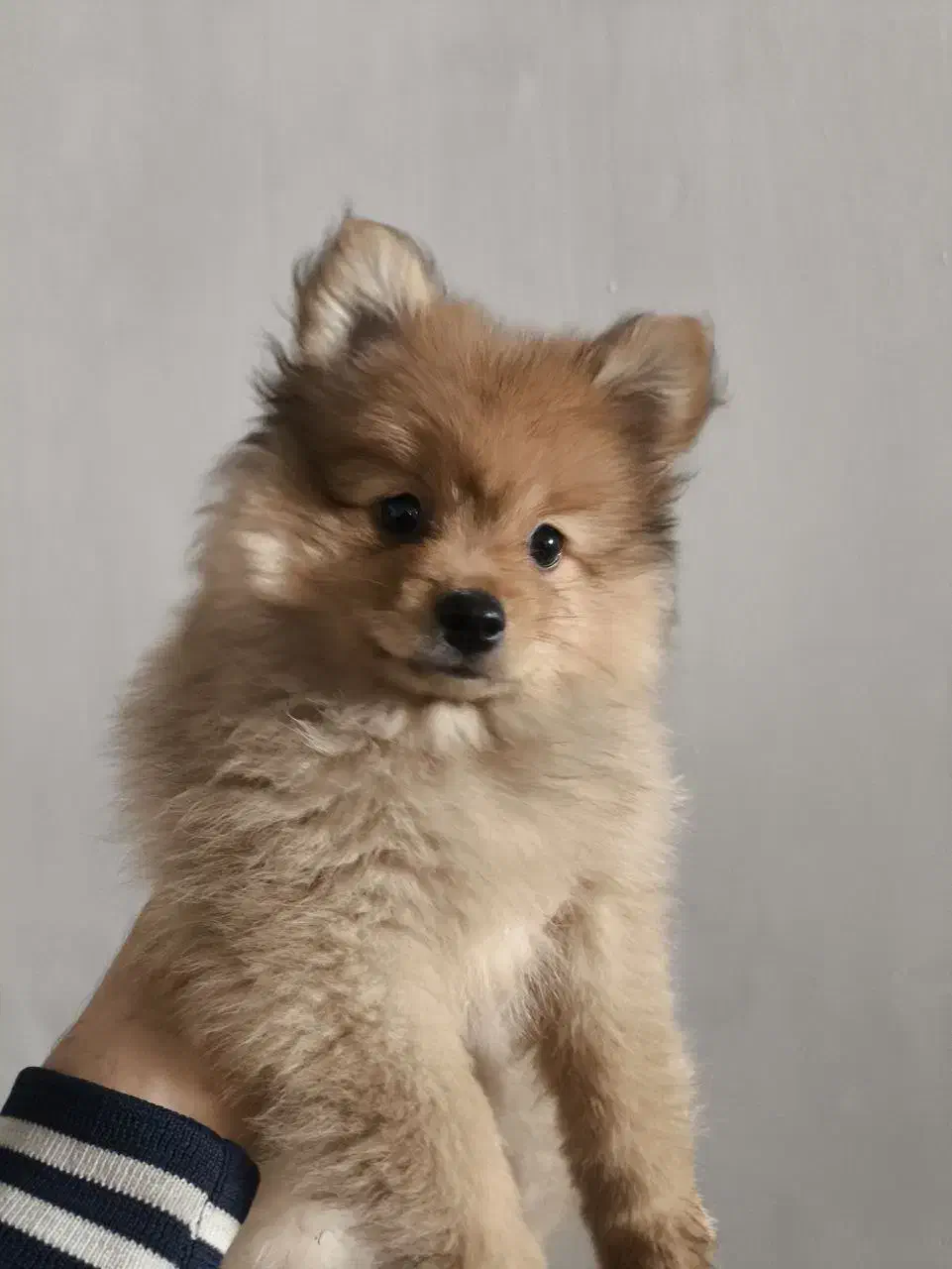 پامرانین خرسی|سگ|کرمانشاه, |دیوار