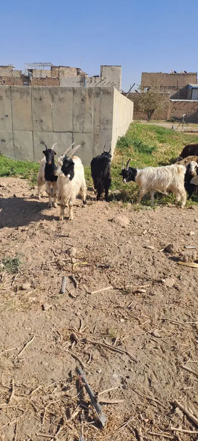 بزغاله سالم سرحال ۵ تا ۳۰ میلیون|حیوانات مزرعه|کرج, کمال‌شهر|دیوار