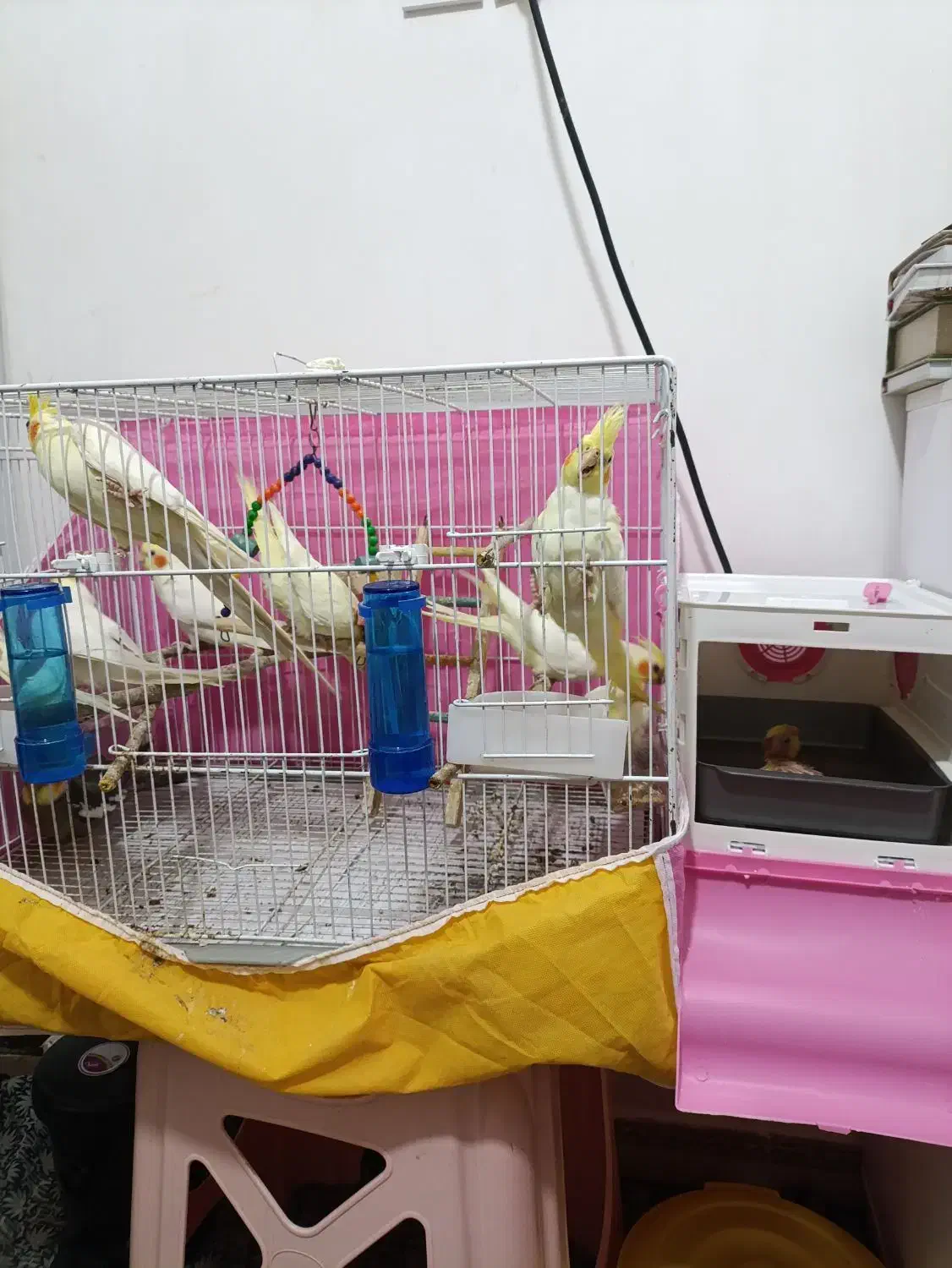 عروس هلندی|پرنده|فریدون‌کنار, |دیوار