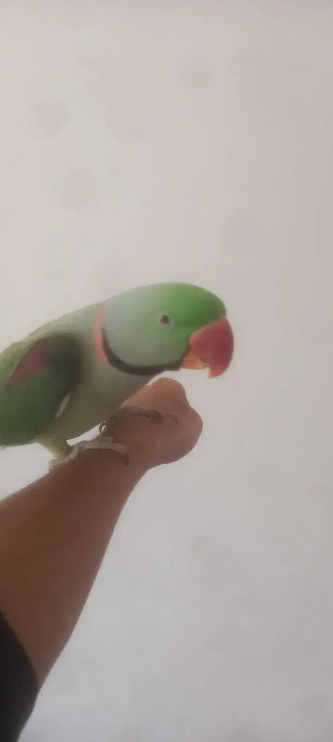 شاه طوطی|پرنده|گلبهار, شهر جدید گلبهار|دیوار