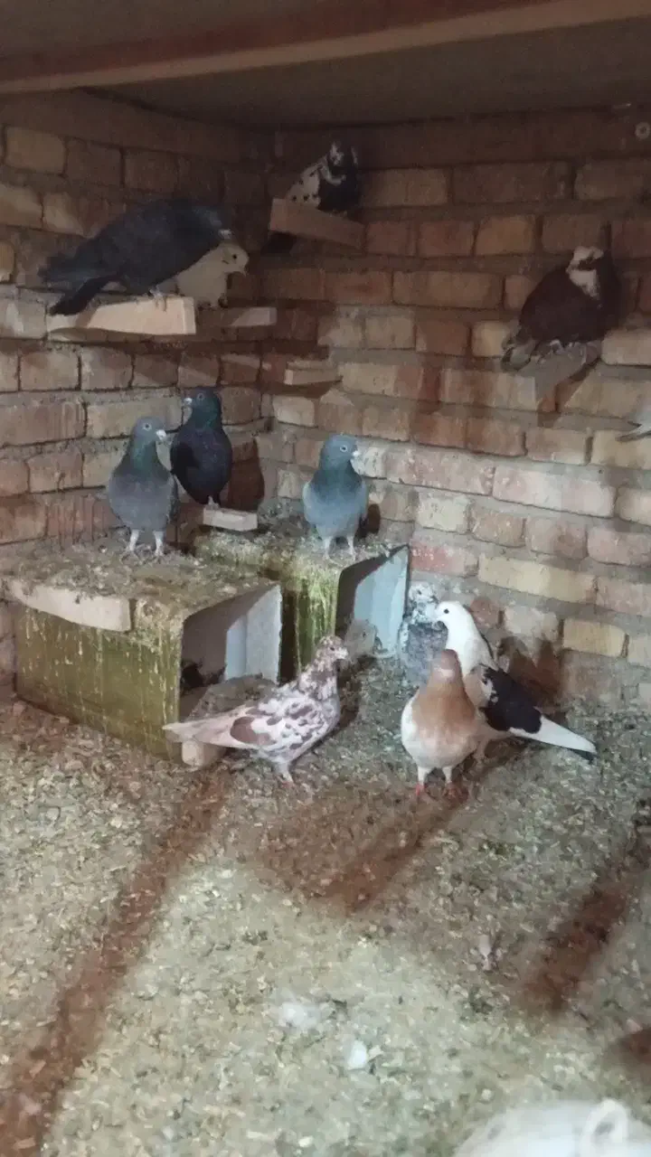 کفتر|پرنده|مرند, |دیوار