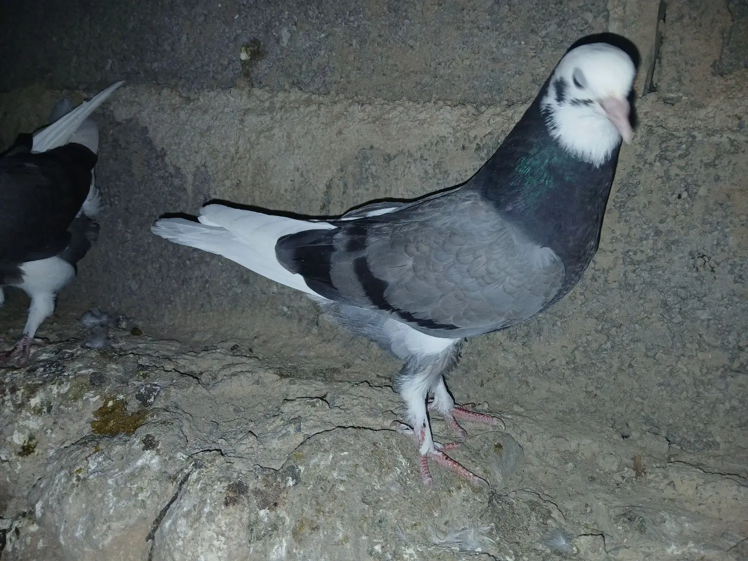 کبوتر|پرنده|زنجان, |دیوار