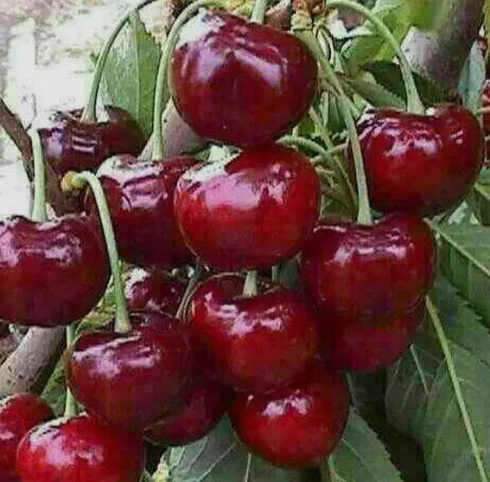 آلبالو گوشواره ای بهترین برای کاشت|خدمات باغبانی و درختکاری|لاهیجان, قیام|دیوار