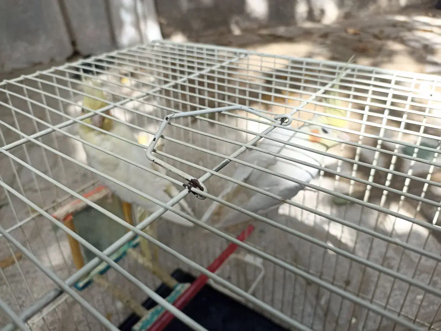 یک جفت عروس هلندی به همراه دو جوجه|پرنده|مشهد, شهرک امام سجاد|دیوار