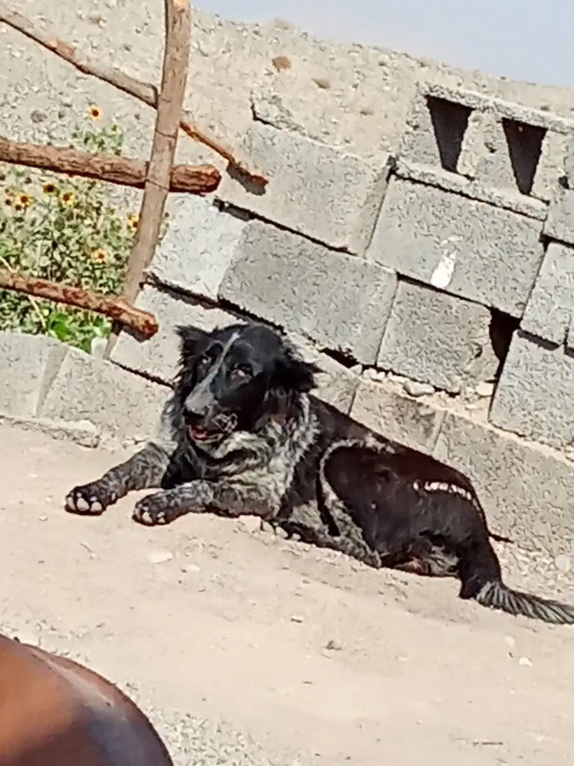 سگ قهدریجونی|سگ|جیرفت, |دیوار