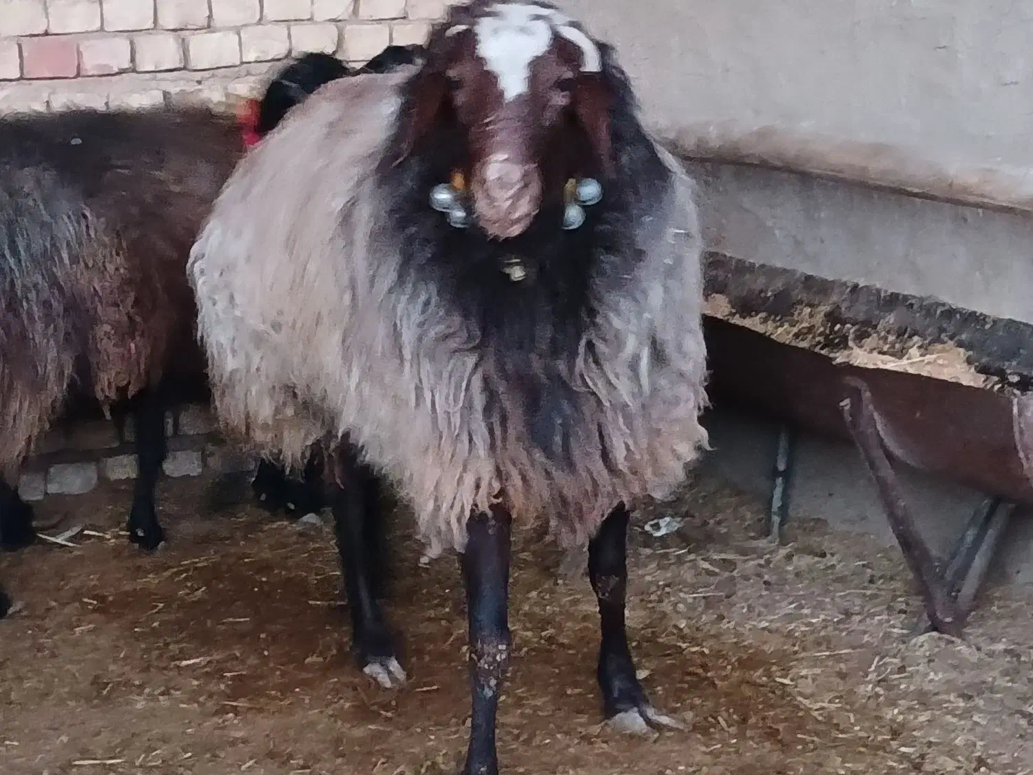 قوچ|حیوانات مزرعه|فلاورجان, |دیوار