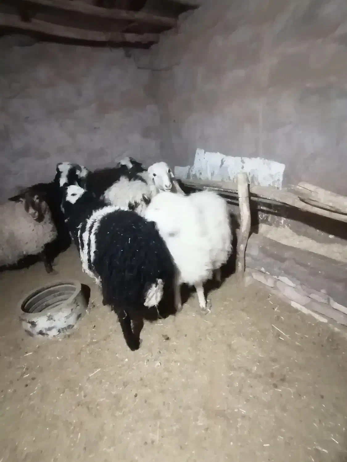 فروش بره نر و ماده|حیوانات مزرعه|کرمان, |دیوار