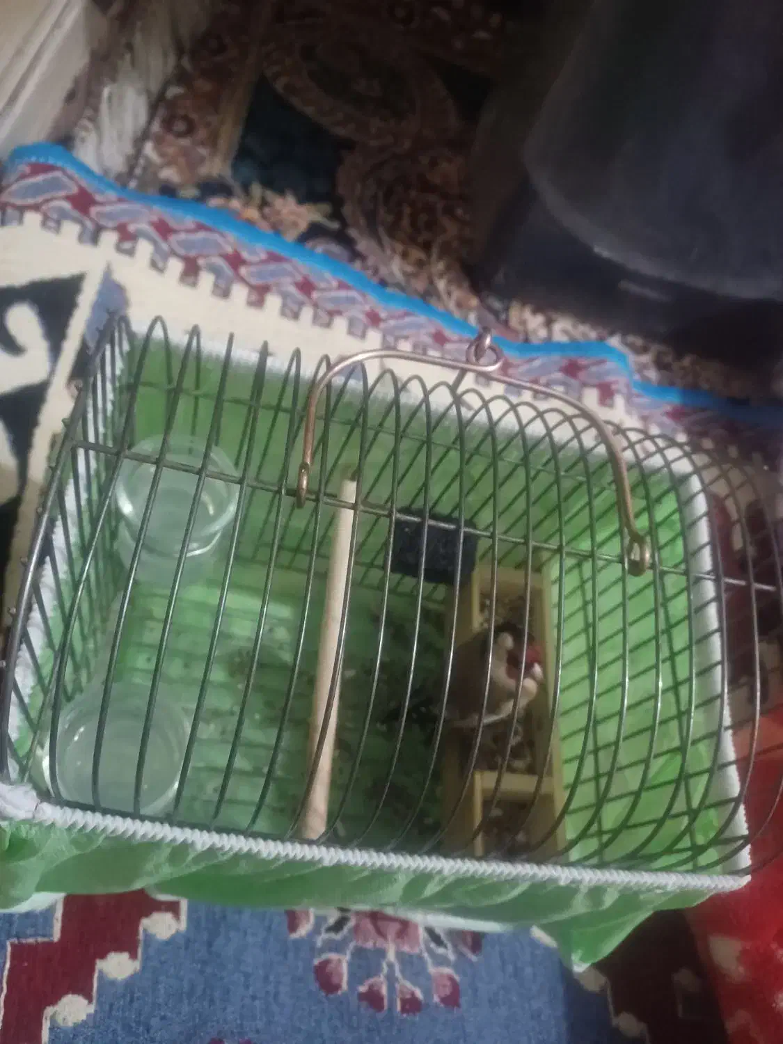 یک عددسهره نرسرسیاه به فروش میرسد|پرنده|شیراز, پودنک|دیوار