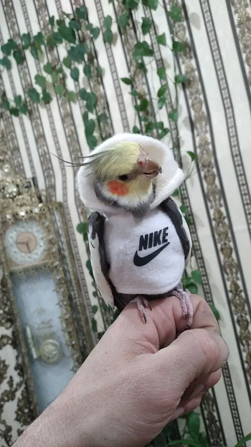 عروس هلندی|پرنده|تبریز, |دیوار