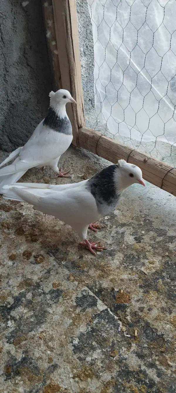 طوقی  سینه سیاه|پرنده|شهرضا, |دیوار