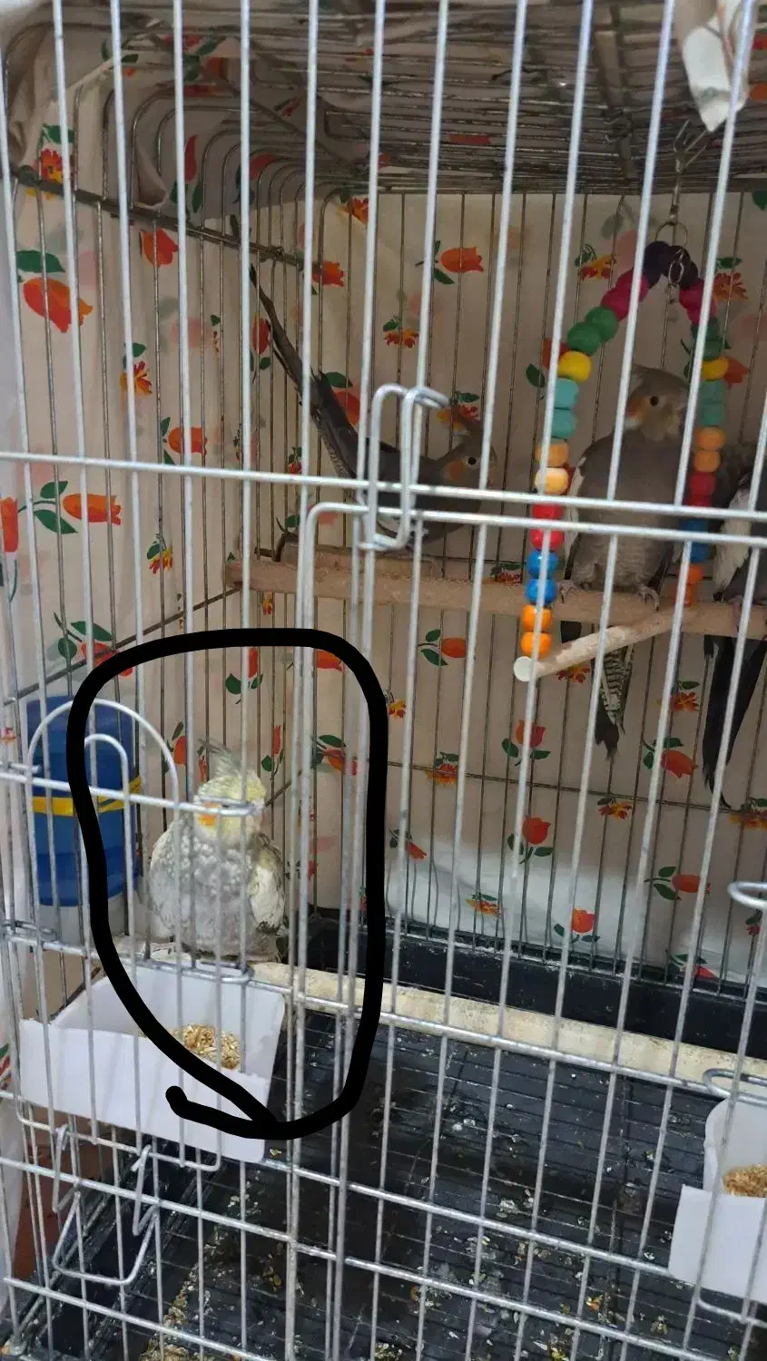 عروس هلندی|پرنده|نوشهر, |دیوار